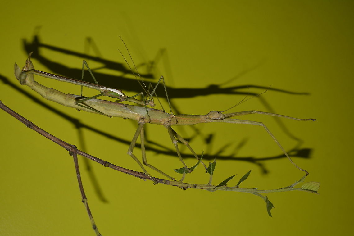 Stick Insect/Phasmid - Phasma gigas A couple of Phasmids - Phasma gigas.  They are very large sized, the male is around 14 cm and female around 20 cm.<br />
<br />
Saw this at a friend&#039;s place who keeps them in their Butterfly Farm which also displays other insects.<br />
This species originates from Indonesia. Phasma gigas,Phasmid,Stick Insect