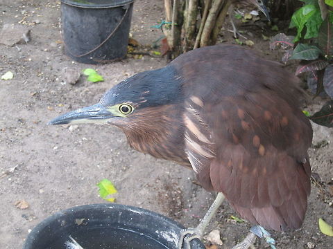 Rufous Night Heron - Nycticorax caledonicus Saw this Rufous Night Heron - Nycticorax caledonicus in Malapascua Island, it was kept as pets by local villagers. Bird,Geotagged,Heron,Nankeen Night Heron,Nycticorax caledonicus,Philippines,Rufous Night Heron,Summer