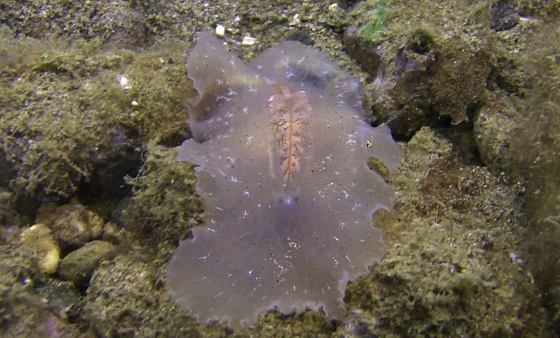 Flatworm - Paraplanocera oligoglena This Flatworm - Paraplanocera oligoglena has translucent body and are nocturnal.  During day time, its possible to find them hiding under coral rubbles. Anilao,Batangas,Flatworm,Geotagged,Paraplanocera oligoglena,Philippines
