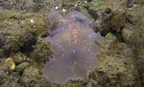 Paraplanocera oligoglena