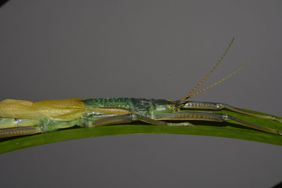 Stick Insect/Phasmid - Megacrania tsudai Female Phasmid of the species Megacrania tsudai.  Phasmids from the genus of Megacrania has a defensive mechanism by spraying a liquid from behind its head, strong smell like Peppermint, hence they are sometimes called Peppermint Stick Insect.<br />
<br />
Saw this at a friend&#039;s place who keeps them in their Butterfly Farm which they also display other insects.<br />
<br />
Check out this video of another species from the same genus, Megacrania batesii from Australia on how they used the spray to defend themselves :<br />
<br />
<section class="video"><iframe width="448" height="282" src="https://www.youtube-nocookie.com/embed/IJqltMg1pJA?hd=1&autoplay=0&rel=0" frameborder="0" allowfullscreen></iframe></section><br />
 Amoephoscelis,Amorphoscelis pellucida,Megacrania tsudai,Phasmid,Stick Insect