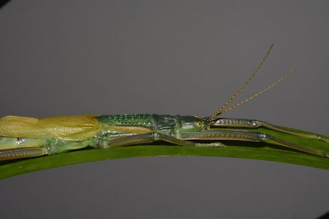 Stick Insect/Phasmid - Megacrania tsudai Female Phasmid of the species Megacrania tsudai.  Phasmids from the genus of Megacrania has a defensive mechanism by spraying a liquid from behind its head, strong smell like Peppermint, hence they are sometimes called Peppermint Stick Insect.

Saw this at a friend's place who keeps them in their Butterfly Farm which they also display other insects.

Check out this video of another species from the same genus, Megacrania batesii from Australia on how they used the spray to defend themselves :

https://www.youtube.com/watch?v=IJqltMg1pJA
 Amoephoscelis,Amorphoscelis pellucida,Megacrania tsudai,Phasmid,Stick Insect