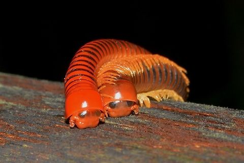 Hugs with hundred legs A pair of Red Millipede - Trachelomegalus modestior. Geotagged,Malaysia,Millipede,Mulu,Red Millipede,Sarawak,Trachelomegalus modestior,Winter