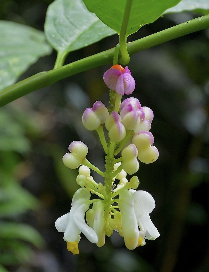 Flowers  Flowers,Geotagged,Malaysia,Mulu,Sarawak,Winter