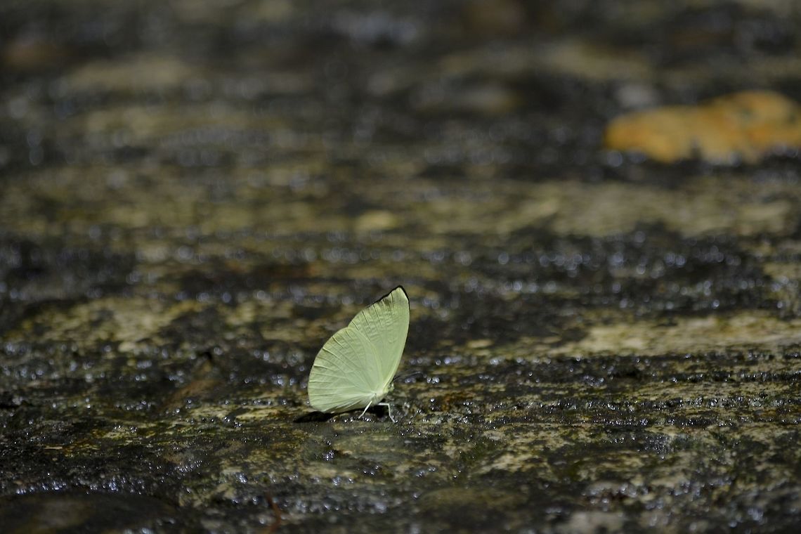 Butterfly  Butterfly,Geotagged,Malaysia,Mulu,Sarawak,Winter