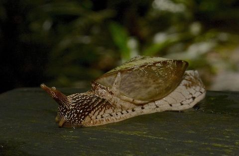Snail  Geotagged,Malaysia,Mulu,Sarawak,Snail,Winter