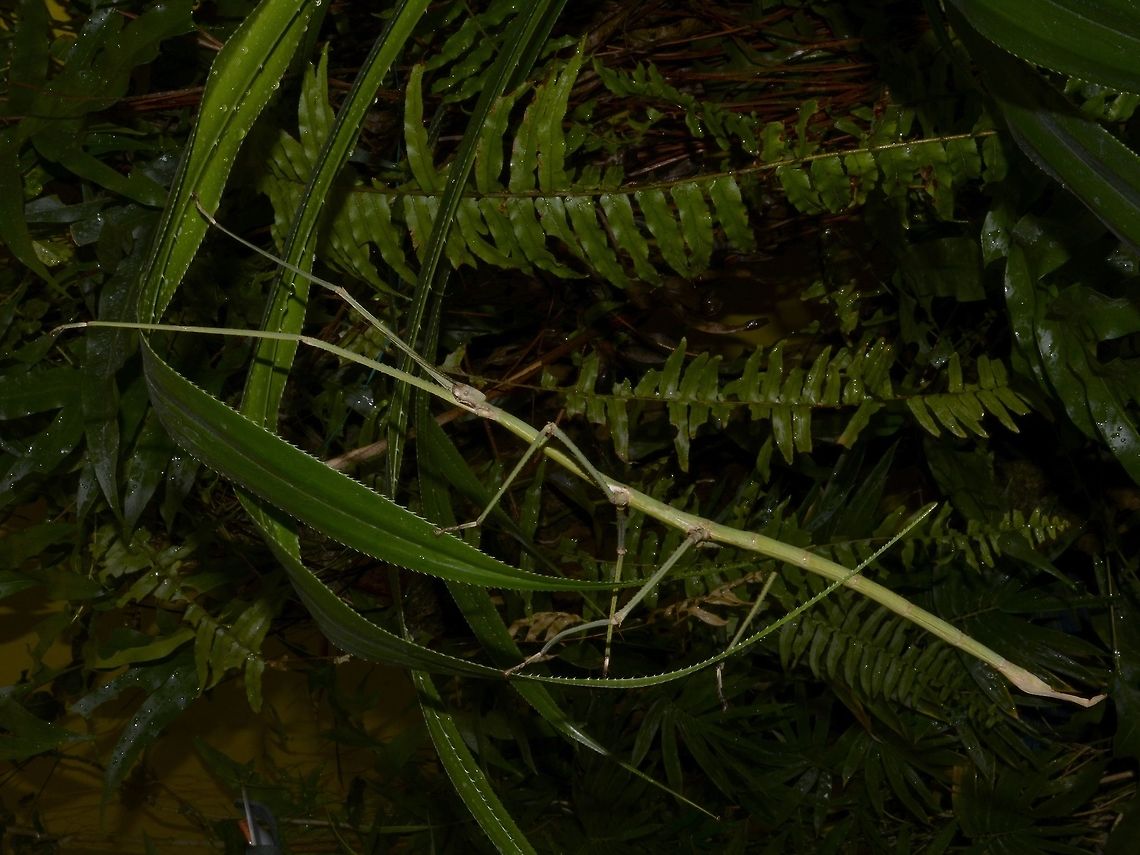 Stick Insect/Phasmid - Phobaeticus magnus Female Phasmid of the species Phobaeticus magnus. They are very long, with body length around 25 cm, but with their front legs extended, they can be up to 40 cm in total length.<br />
<br />
Saw this at a friend's Butterfly House, they also keep other insects for display.<br />
The species originates from Indo-China. Phasmid,Philippines,Phobaeticus magnus,Stick Insect