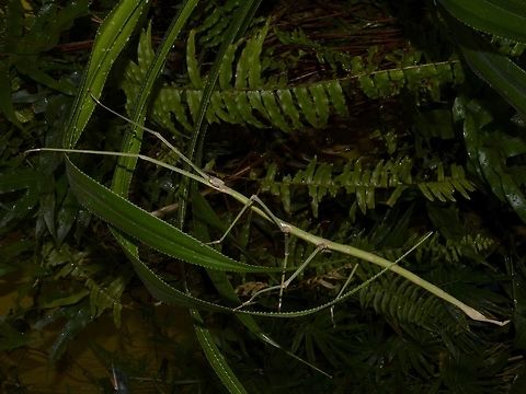 Stick Insect/Phasmid - Phobaeticus magnus Female Phasmid of the species Phobaeticus magnus. They are very long, with body length around 25 cm, but with their front legs extended, they can be up to 40 cm in total length.

Saw this at a friend's Butterfly House, they also keep other insects for display.
The species originates from Indo-China. Phasmid,Philippines,Phobaeticus magnus,Stick Insect