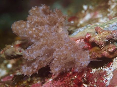 Phyllodesmium koehleri