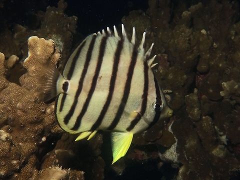 Eight-Banded Butterflyfish - Phyllodesmium koehleri White variation of Eight-Banded Butterflyfish - Phyllodesmium koehleri, with 8 narrow black bars, and dark spot at base of tail. Butterflyfish,Cebu,Chaetodon octofasciatus,Eight-banded butterflyfish,Fall,Fish,Geotagged,Malapascua,Philippines