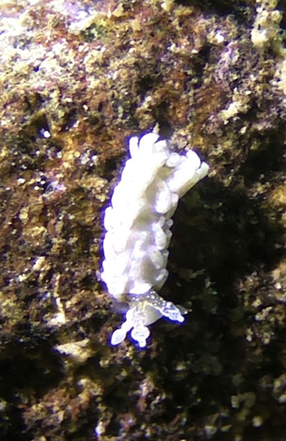 Nudibranch - Bulbaeolidia alba Very tiny Nudibranch - Bulbaeolidia alba, around 5-6 mm, moves around in a weird way by wiggling its rhinopores forward and backward. Anilao,Batangas,Bulbaeolidia alba,Geotagged,Nudibranch,Philippines