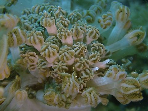Nudibranch - Phyllodesmium rudmani This solar-powered aeolid is a remarkable mimic of the Xenia colonies on which it feeds, often nestling in cavities it has burrowed out in the base of the colony.

The body and smooth rhinophores are a translucent white with some white dusting especially near the tips of the rhinophores and oral tentacles. The cerata have a cylindrical trunk which widens out at the tip to form a swollen region with longitudinal ridges and deep grooves. Each ceras mimics the shape of a Xenia polyp with retracted tentacles. The ceratal trunk is translucent white except at the swollen tip where the ridges are white and the grooves are green or brown, apparently depending on the colour of the Xenia being eaten. The green and brown colour is from the symbiotic zooxanthellae being which are kept in terminal sacs of the digestive gland, which occur only at the tips of the cerata.

No branches of the digestive gland are found in the body wall or in the trunk region of the cerata. A single digestive gland duct runs up the centre of the trunk region, only branching when it reaches the swollen tip.

For a 'clearer' view of the Nudibranch :

https://www.jungledragon.com/image/52928/nudibranch_-_phyllodesmium_rudmani.html Anilao,Batangas,Geotagged,Nudibranch,Philippines,Phyllodesmium rudmani,Summer