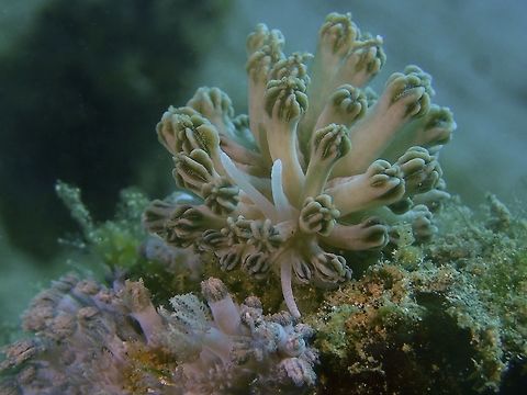 Nudibranch - Phyllodesmium rudmani This Phyllodesmium rudmani is also known as Xenia Corals Mimic Nudibranch. Anilao,Batangas,Geotagged,Nudibranch,Philippines,Phyllodesmium rudmani,Summer