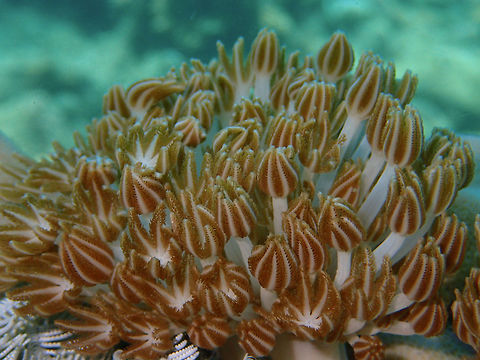 Xenia Pulsing Soft Corals - Xenia sp This Xenia soft corals has polyps that pulsates, hence its name.
There are more than 50 species of Xenia soft corals, not sure which species this one is specifically. Anilao,Batangas,Geotagged,Philippines,Summer,Xenia,Xenia Pulsing Soft Corals,Xenia sp