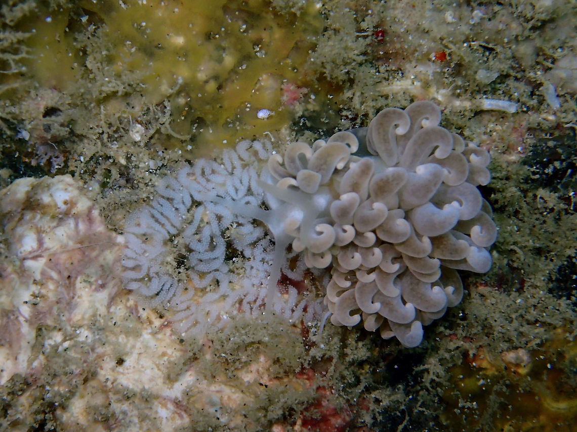 Nudibranch - Phyllodesmium parangatum Phyllodesmium parangatum Nudibranch seen here with its eggs. Anilao,Batangas,Geotagged,Nudibranch,Philippines,Phyllodesmium parangatum,Summer