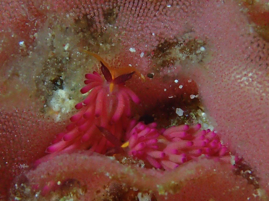 Nudibranch - Favorinus mirabilis This Favorinus mirabilis Nudibranch are very small in size, less than 1 cm.<br />
They feeds on eggs of other Nudibranch as seen in this picture. Anilao,Batangas,Favorinus mirabilis,Geotagged,Nudibranch,Philippines,Summer