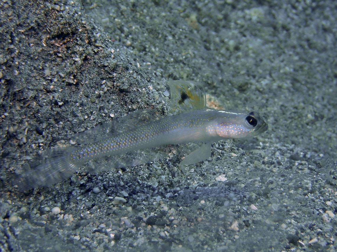 Spangled Shrimpgoby - Vanderhorstia dorsomacula Spangled Shrimpgoby - Vanderhorstia dorsomacula is also known as Dorsal Spot Shrimpgoby.<br />
It is pale bluish covered with yellow and blue spots; neon-blue stripe from snout to 1st dorsal fin; large 1st dorsal fin.  Anilao,Batangas,Dorsal Spot Shrimpgoby,Geotagged,Goby,Philippines,Shrimpgoby,Spangled Shrimpgoby,Summer,Vanderhorstia dorsomacula