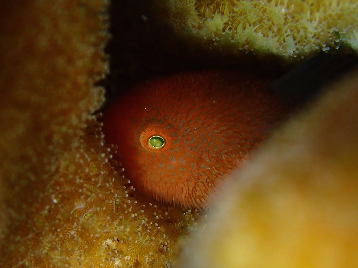 Panda Goby - Paragobiodon lacunicolus The Panda Goby - Paragobiodon lacunicolus has orange to yellow body and all fins in black colour, hence its common name - Panda.  It has short hair-like appendages on its face, like a beard. Was not able to get a better picture of it showing the whole body or at least more part of it to show the black fins as they are very shy and always hiding in between the hard coral branches. Anilao,Batangas,Geotagged,Goby,Panda Goby,Paragobiodon lacunicolus,Philippines,Summer