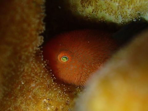Panda Goby - Paragobiodon lacunicolus The Panda Goby - Paragobiodon lacunicolus has orange to yellow body and all fins in black colour, hence its common name - Panda.  It has short hair-like appendages on its face, like a beard. Was not able to get a better picture of it showing the whole body or at least more part of it to show the black fins as they are very shy and always hiding in between the hard coral branches. Anilao,Batangas,Geotagged,Goby,Panda Goby,Paragobiodon lacunicolus,Philippines,Summer