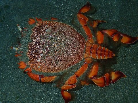 Spanner Crab - Ranina ranina This Spanner Crab - Ranina ranina is also known as Red Frog Crab.  Like most crabs, they are nocturnal, coming out at night to feed.  They are mostly buried in the sand during day time.  Saw this one during a night dive and it doesn't likes our bright dive lights, would scutter away each time we have our dive lights on it.  It ran in a funny way, unlike most crabs that swims/moves side way, this was running forward most of the time.

Apparently, this Crab is fairly common when in season and can be found in good numbers at Fish Market, it is supposedly a delicious crab.  However, this is my first time seeing this Crab during a dive. Anilao,Batangas,Crab,Frog Crab,Geotagged,Philippines,Ranina ranina,Red Frog Crab,Spanner Crab,Summer