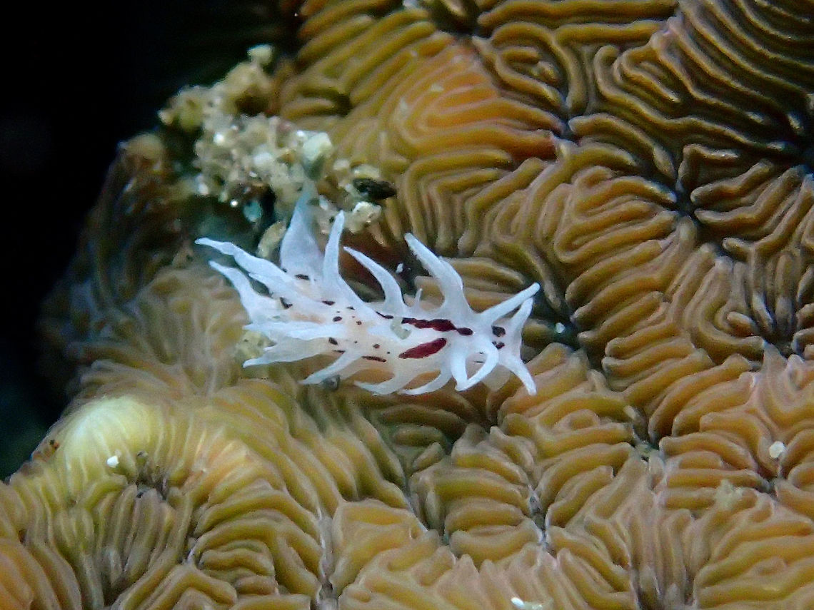 Nudibranch - Okenia brunneomaculata This Okenia brunneomaculata Nudibranch is all white in colour with brown markings on its body.<br />
Its small in size, around 1 cm. Anilao,Batangas,Geotagged,Nudibranch,Okenia brunneomaculata,Philippines,Summer