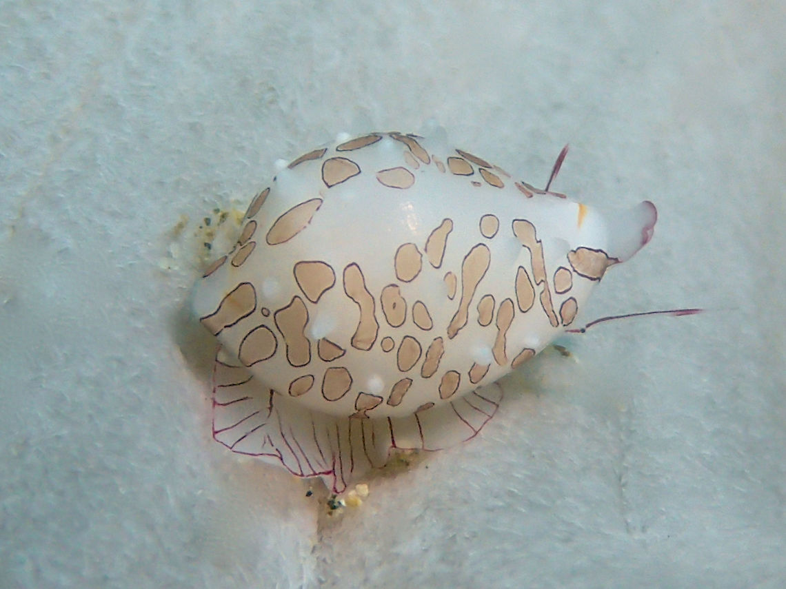 Cowry Snail - Diminovula margarita Diminovula margarita is small size marine  Cowry snail, around 1.5 cm. Anilao,Batangas,Cowry,Cowry snail,Diminovula margarita,Geotagged,Philippines,Snail,Summer