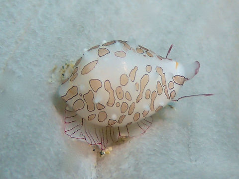 Cowry Snail - Diminovula margarita Diminovula margarita is small size marine  Cowry snail, around 1.5 cm. Anilao,Batangas,Cowry,Cowry snail,Diminovula margarita,Geotagged,Philippines,Snail,Summer