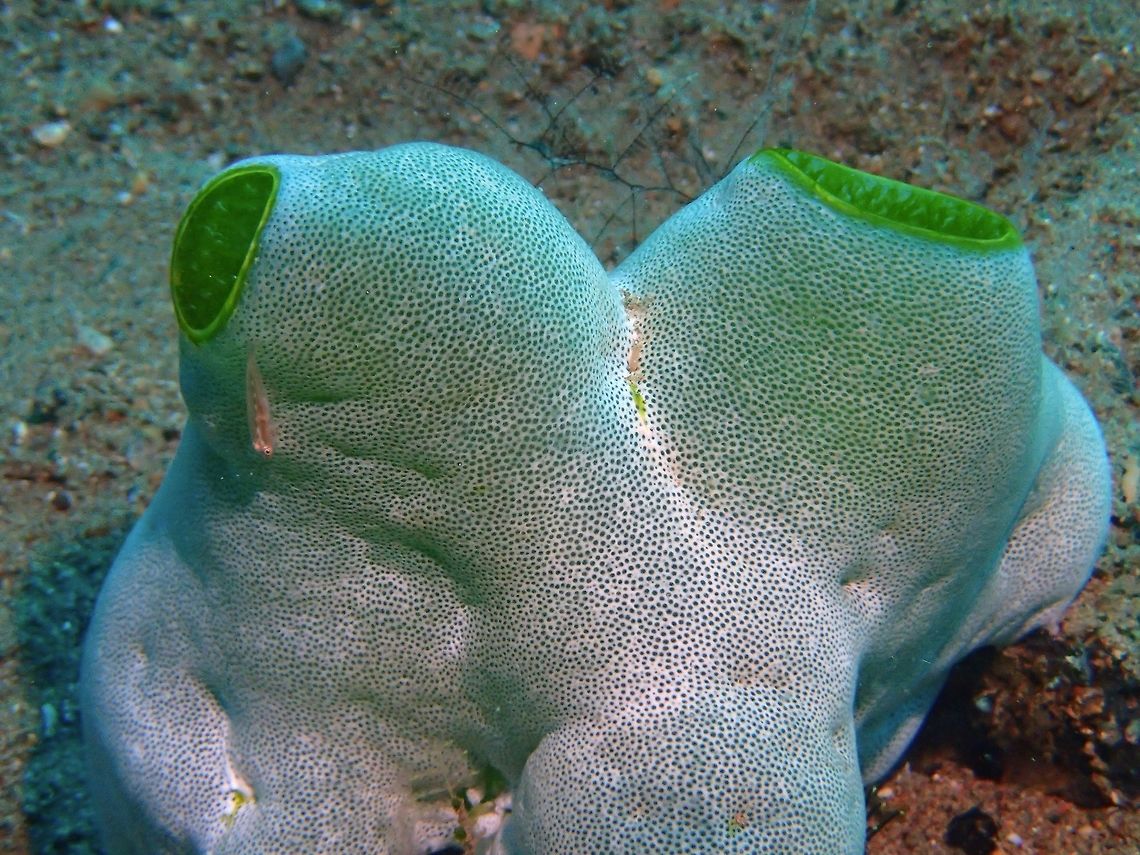 Green Barrel Sea Squirt - Didemnum molle The Green Barrel Sea Squirt - Didemnum molle is fairly common Colonial Tunicate in Philippines, varying in size from from 1 cm to 15 cm in size. Anilao,Batangas,Didemnum molle,Geotagged,Green Barrel Sea Squirt,Philippines,Sea Squirt,Summer,Tall urn ascidian,Tunicate