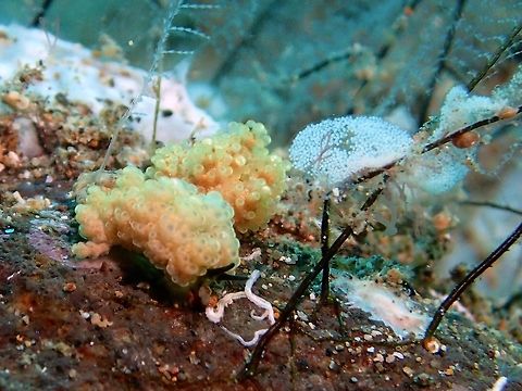 Nudibranch - Doto sp A yet to be described species of Nudibranch from the genus Doto.
Small in size, less than 1 cm. The white stuff on the right are the eggs. Anilao,Batangas,Doto,Doto sp,Geotagged,Nudibranch,Philippines,Summer