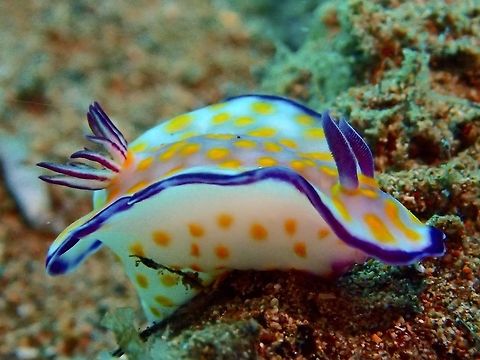 Nudibranch - Hypselodoris sp A yet to be described Nudibranch from the genus Hypselodoris.
It is listed in Nudibranch & Sea Slugs Identification (NSSI) as Hypselodoris sp. 23 Anilao,Batangas,Geotagged,Hypselodoris,Hypselodoris sp,Nudibranch,Philippines,Summer