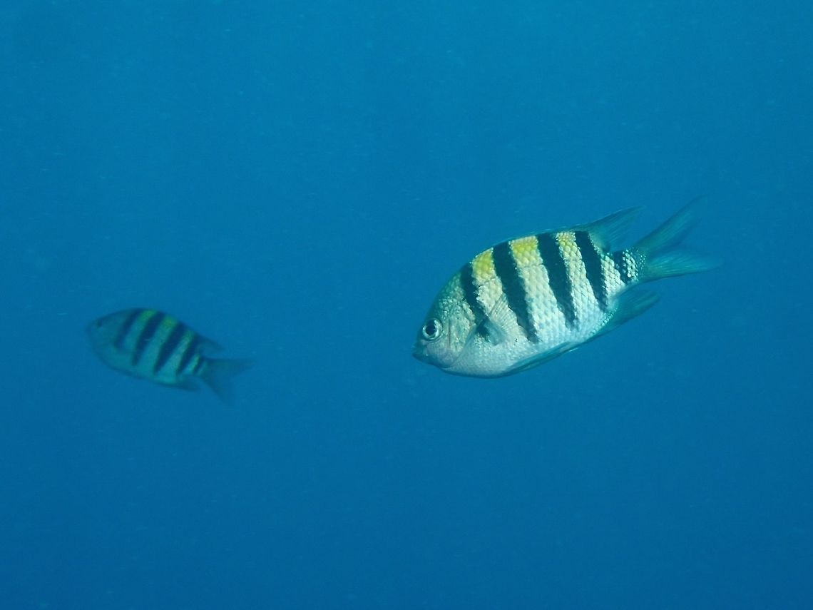 Indo-Pacific Sargeant Major Damselfish - Abudefduf vaigiensis  Abudefduf vaigiensis,Anilao,Batangas,Damselfish,Fish,Geotagged,Indo-Pacific sergeant,Philippines,Sergeant Major,Summer