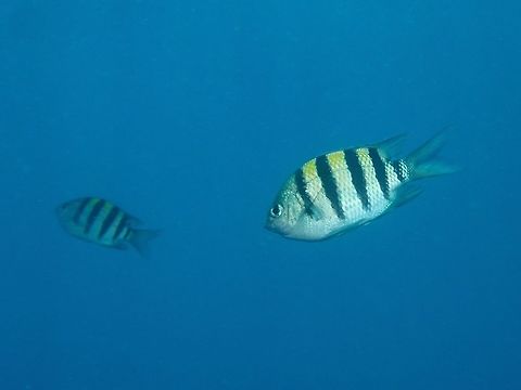 Indo-Pacific Sargeant Major Damselfish - Abudefduf vaigiensis  Abudefduf vaigiensis,Anilao,Batangas,Damselfish,Fish,Geotagged,Indo-Pacific sergeant,Philippines,Sergeant Major,Summer