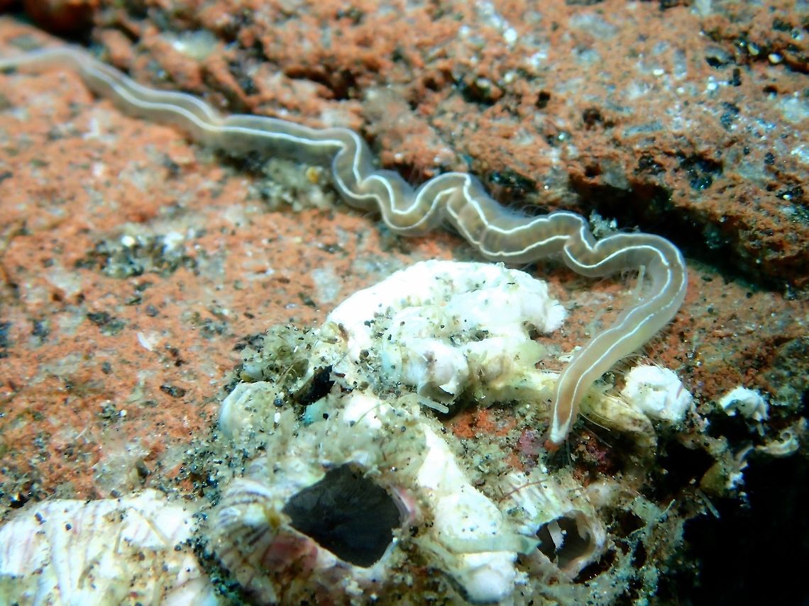 Ribbon Worm - Drepanogigas albolineatus This Ribbon Worm - Drepanogigas albolineatus is around 10 cm in length, very slender, 2-3 mm, has white stripes running along its body from head to tail. Anilao,Batangas,Drepanogigas albolineatus,Geotagged,Philippines,Ribbon Worm,Summer,Worm