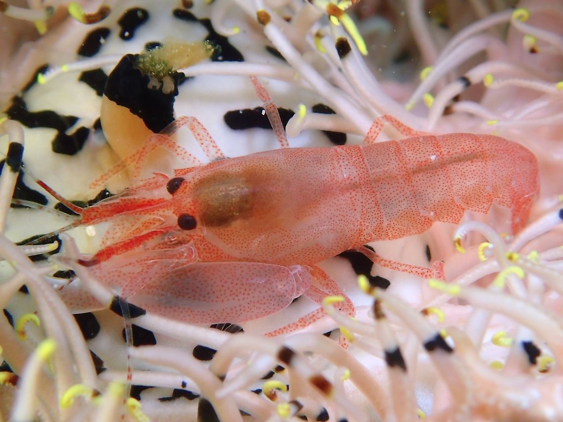 Snapping Shrimp - Synalpheus sp Small Snapping Shrimp - Synalpheus sp, around 2 cm in size but was not easy to get proper pictures of it as they lives in their host Crinoid. There were a pair of them, the other one probably a male, smaller in size, but was not possible to get a picture of both of them in the same frame. I was very surprised with the result of the picture as during the dive, it was not possible to see the details of the tiny red dots all over the Shrimp. I could only see it was white in colour and the much redder part on the head, particularly the antennae.<br />
<br />
Like all Snapping Shrimps, sometimes referred to as Pistol Shrimps from the genus Synalpheus, they have one claw much larger than the other, which they use to 'snap' to stunt their prey! By snapping its enlarged claw shut at rapid speed, the shrimp creates a high-pressure bubble that collapses to produce one of the loudest sounds in the ocean. The sonic blast can reach 210 decibels - far louder than the sound of a gunshot - and is powerful enough to stun or even kill small fish.<br />
<br />
For a split-second, the imploding bubble also generates temperatures of 4400 degrees Celsius, which is nearly as hot as the surface of the sun.<br />
<br />
Some species of pistol shrimp use their sonic weapon to drill burrows into solid basalt rock.<br />
<br />
Check out this video of how the Pistol Shrimp uses its weapon!<br />
<br />
<section class="video"><iframe width="448" height="282" src="https://www.youtube-nocookie.com/embed/KkY_mSwboMQ?hd=1&autoplay=0&rel=0" frameborder="0" allowfullscreen></iframe></section><br />
Anilao,Batangas,Geotagged,Philippines,Pistol Shrimp,Shrimp,Snapping Shrimp,Summer,Synalpheus,Synalpheus sp