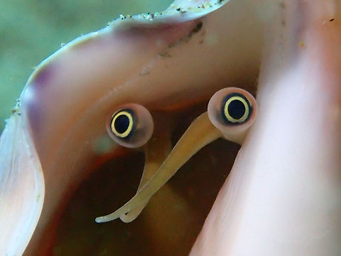 ET! The eyes of Euprotomus bulla peeking out from its shell makes it looks like an Alien (ET?)

Note : This was wrongly identified as Euprotomus vomer previously. Anilao,Batangas,Euprotomus bulla,Geotagged,Philippines,Shell,Snail,Summer