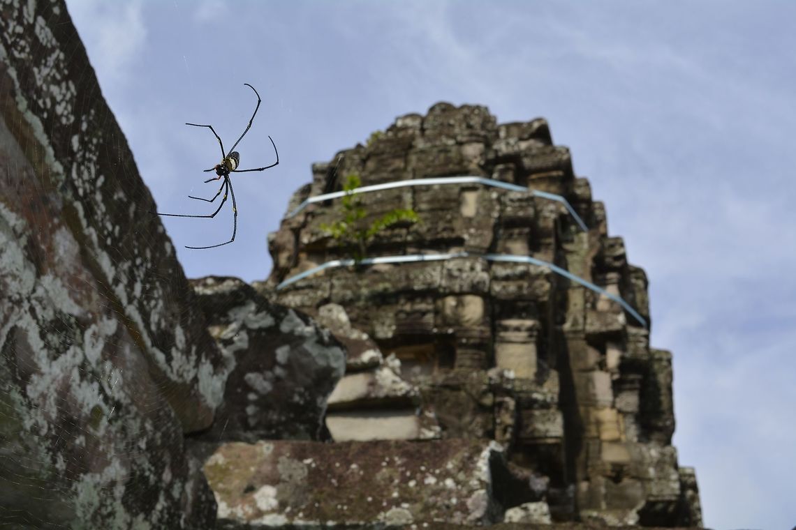 Golden Orb Weaver Spider - Nephila pilipes (?) Not definitely sure, could be Nephila pilipes (?)<br />
Large size, perched quite high up on the walls of the Temples in Angkor Wat, Siem Reap. Angkor Wat,Cambodia,Geotagged,Nephila pilipes,Northern Golden Orb Weaver,Siem Reap,Summer