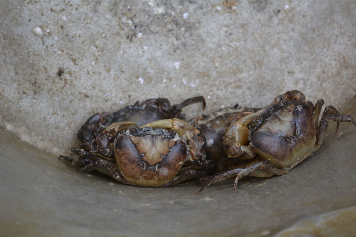 Crabs Crabs, collected by farmers from their rice field.<br />
This crabs are edible. Cambodia,Crab,Geotagged,Siem Reap,Summer