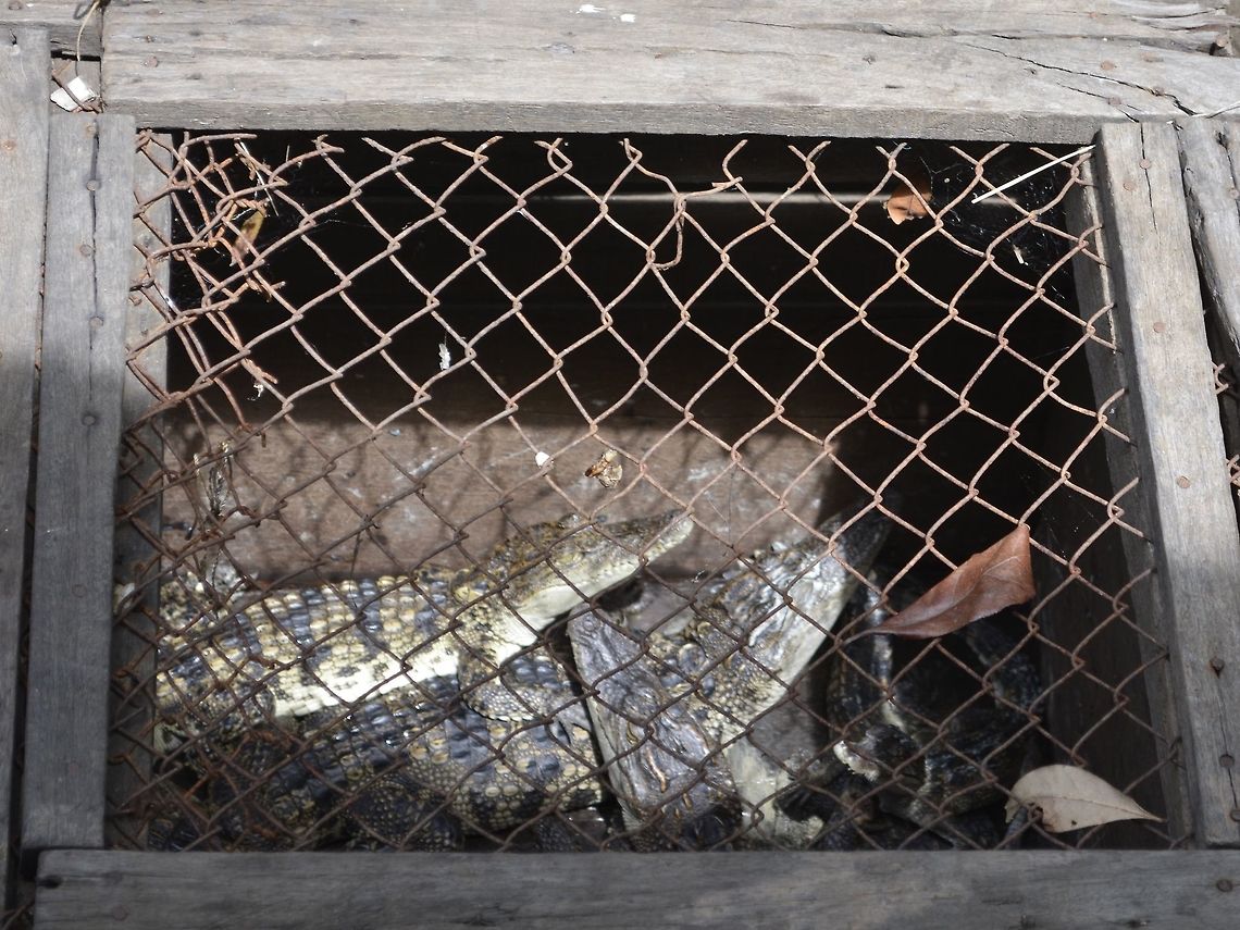Siamese Crocodile in cages :( This Siamese Crocodiles are kept by the locals in the floating villages of Tonle Sap.  This Crocodiles, mostly juveniles around 1.5 meters are sold to Restaurants as local/exotic delicacy. Besides Crocodiles, they also serves Snakes and other wild life.  This so-called exotic animals can be popular with tourists.<br />
<br />
Although the Siamese Crocodiles is listed as endangered, I think the locals are not aware of familiar with it and doesn&#039;t looks like the local authorities are doing anything to educate them. Cambodia,Crocodile,Crocodylus siamensis,Geotagged,Siamese crocodile,Summer,Tonle Sap