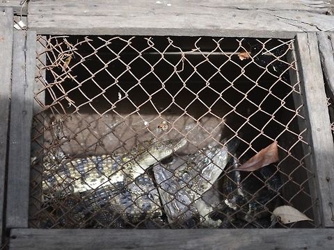 Siamese Crocodile in cages :( This Siamese Crocodiles are kept by the locals in the floating villages of Tonle Sap.  This Crocodiles, mostly juveniles around 1.5 meters are sold to Restaurants as local/exotic delicacy. Besides Crocodiles, they also serves Snakes and other wild life.  This so-called exotic animals can be popular with tourists.

Although the Siamese Crocodiles is listed as endangered, I think the locals are not aware of familiar with it and doesn't looks like the local authorities are doing anything to educate them. Cambodia,Crocodile,Crocodylus siamensis,Geotagged,Siamese crocodile,Summer,Tonle Sap