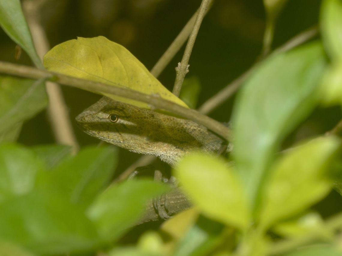 Lizard Small Lizard hiding among the bushes Banteay Srei,Cambodia,Geotagged,Lizard,Summer