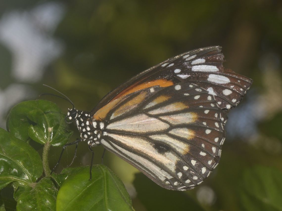 Black Veined Butterfly - Danaus melanippus  Banteay Srei,Black Veined Tiger,Butterfly,Cambodia,Danaus melanippus,Geotagged,Summer