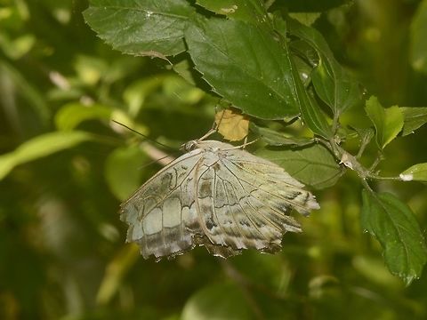 Clipper Butterfly - Parthenos sylvia  Cambodia,Clipper,Geotagged,Parthenos sylvia,Summer