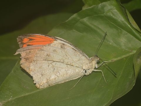 Great Orange Tip Butterfly - Hebomoia glaucippe Butterfly, mostly white underwings with orange patches on the tip of of top forewings. Banteay Srei,Butterfly,Cambodia,Geotagged,Great orange tip,Hebomoia glaucippe,Summer