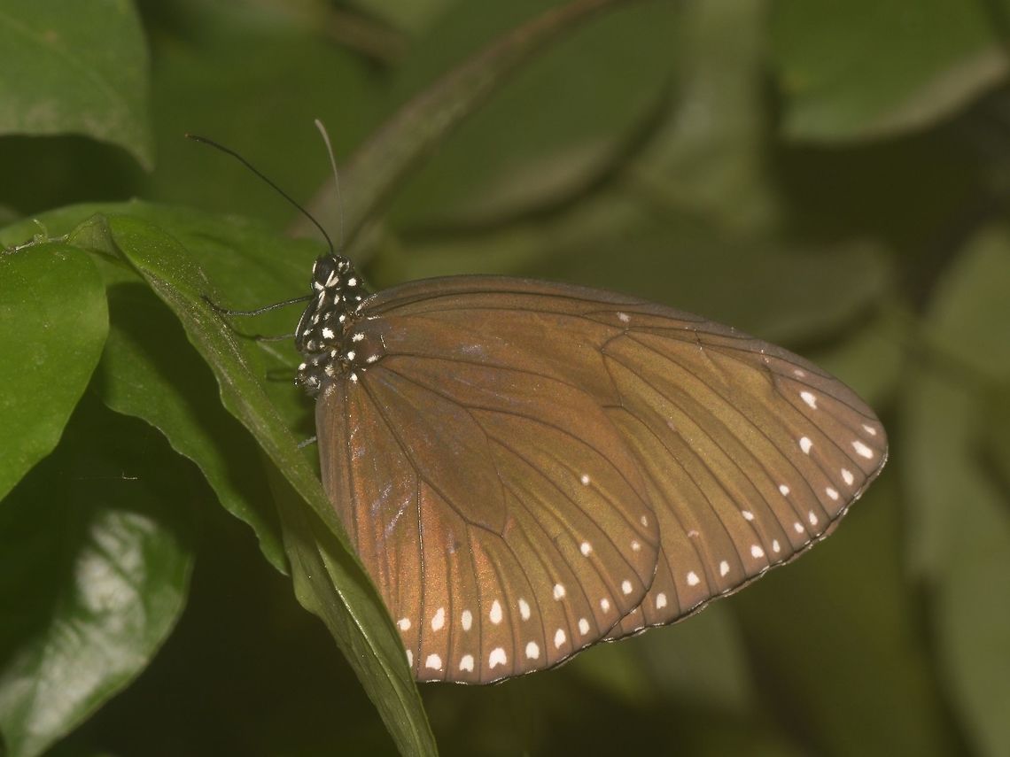 Butterfly - Euploea sp.  Banteay Srei,Butterfly,Cambodia,Euploea,Euploea sp,Geotagged,Summer