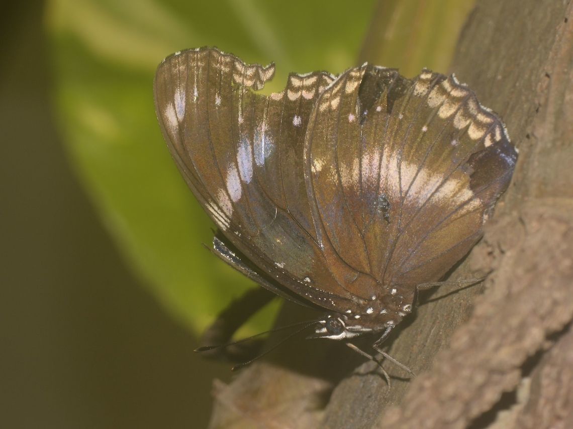 Great Eggfly Butterfly - Hypolimnas bolina  Banteay Srei,Butterfly,Cambodia,Geotagged,Great Eggfly,Hypolimnas bolina,Summer