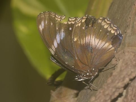 Great Eggfly Butterfly - Hypolimnas bolina  Banteay Srei,Butterfly,Cambodia,Geotagged,Great Eggfly,Hypolimnas bolina,Summer