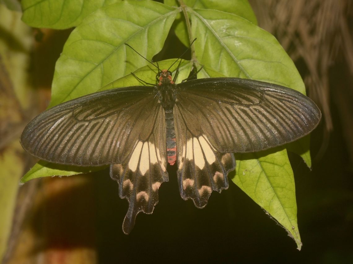 Common Rose Butterfly - Pachliopta aristolochiae  Banteay Srei,Butterfly,Cambodia,Common Rose,Geotagged,Pachliopta aristolochiae,Summer,Swallowtail