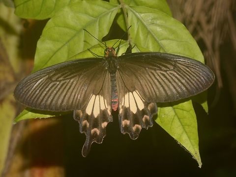 Common Rose Butterfly - Pachliopta aristolochiae  Banteay Srei,Butterfly,Cambodia,Common Rose,Geotagged,Pachliopta aristolochiae,Summer,Swallowtail