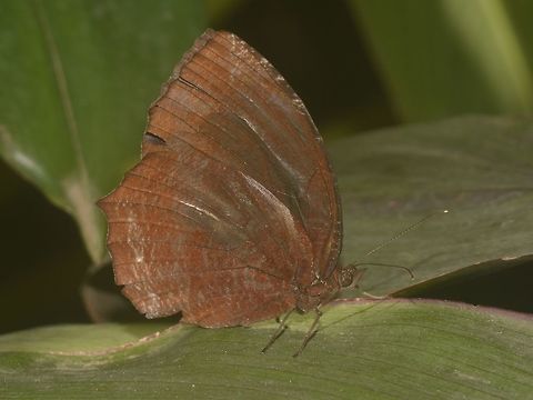 Common Palmfly - Elymnias hypermnestra  Banteay Srei,Butterfly,Cambodia,Common Palmfly,Elymnias hypermnestra,Geotagged,Summer