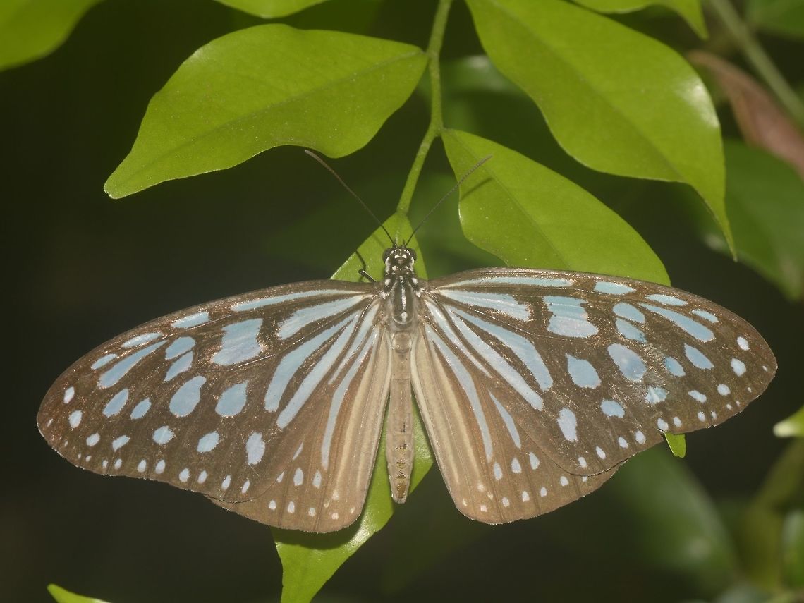 Blue Glassy Tiger Butterfly - Ideopsis similis  Banteay Srei,Butterfly,Cambodia,Ceylon Blue Glassy Tiger,Geotagged,Ideopsis similis,Summer